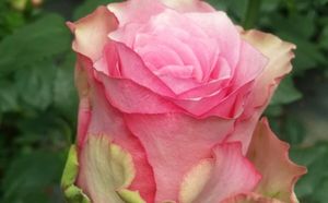 ROSE LOVELY RHODOS KENIA 60